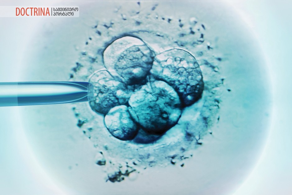 Embryo selection for IVF light micrograph