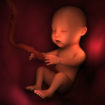 fetus-2-correct-size