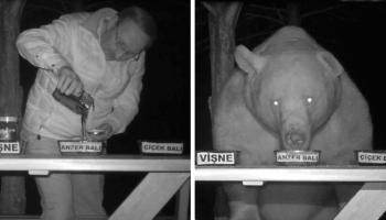 Bears Kept Stealing Honey From A Man’s Bee Farm, So He Turned Them Into Honey Tasters